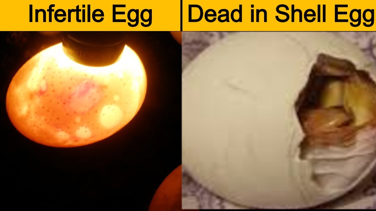 5 reasons for infertility and Dead in shell in birds | Infertility and Dead in shell issues | Urdu