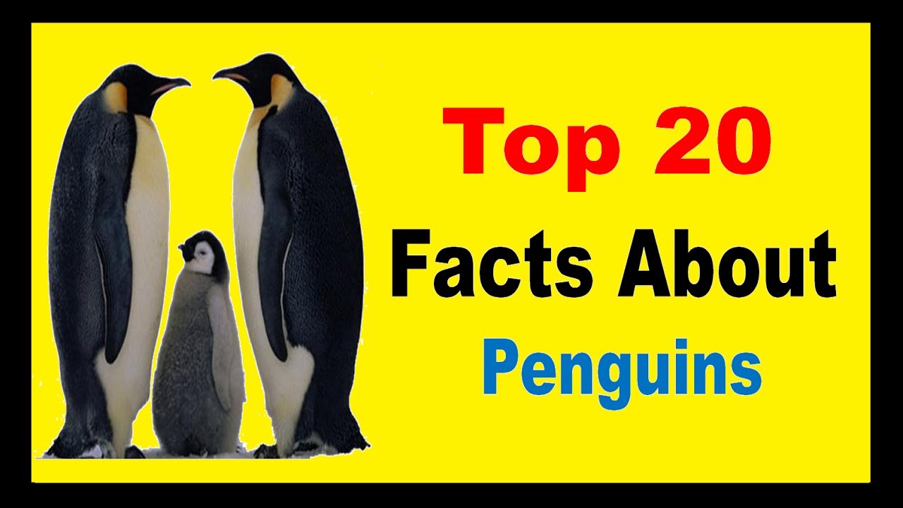 Penguins Facts YouTube Penguins Facts YouTube
