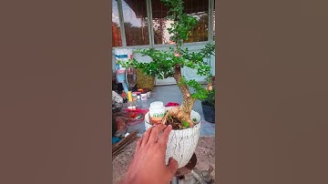 giao lưu cần thăng bonsai 250k 0973428928