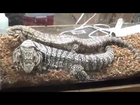 #kidscartoons Oaks Reptile Expo pt 2 GILA MONSTERS!!! COBRAS!! RATTLE SNAKES