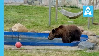 Bear Bathing Time! 🐾 Bears Eat, Splash & Play in the Water