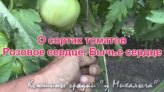 О сортах томатов РОЗОВОЕ И БЫЧЬЕ СЕРДЦЕ