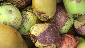 Rawmana coconut counting