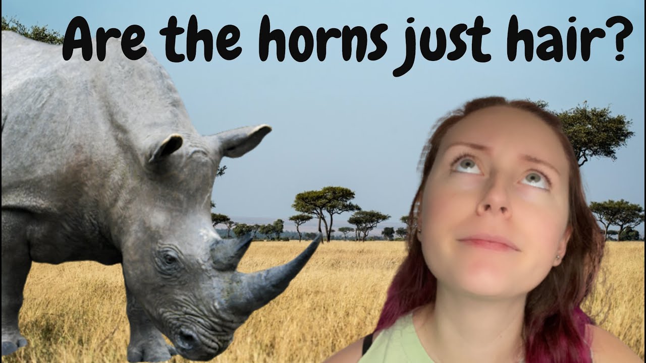 Are Rhino s Horns Made Up Of Hair YouTube Are Rhino s Horns Made Up Of Hair YouTube