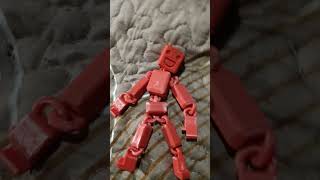 mi nuevo ragdoll