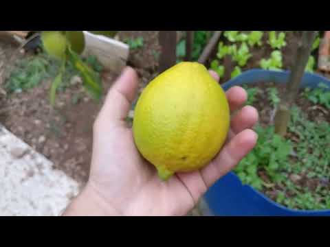 Colheita limão siciliano em vaso