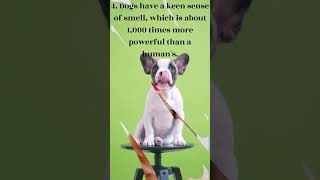 Unleashing the Mystery: 10 Fascinating Facts about Dogs