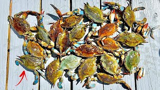 The ULTIMATE BLUE CRAB Experience! [DELICIOUS Catch, Clean, and Cook]