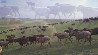 Гиссарские Овцы Таджикистан весна 2020