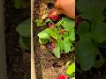 harvesting fresh and round red radishes manually from a fertile garden bed during a bright