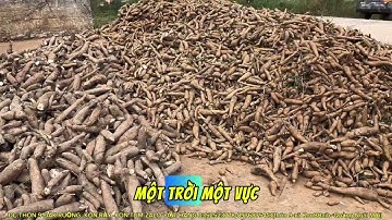 Củ Khoai Mì – Khoai Lang To Bất Ngờ Nhờ Siêu Tạo Củ TVH 4.0