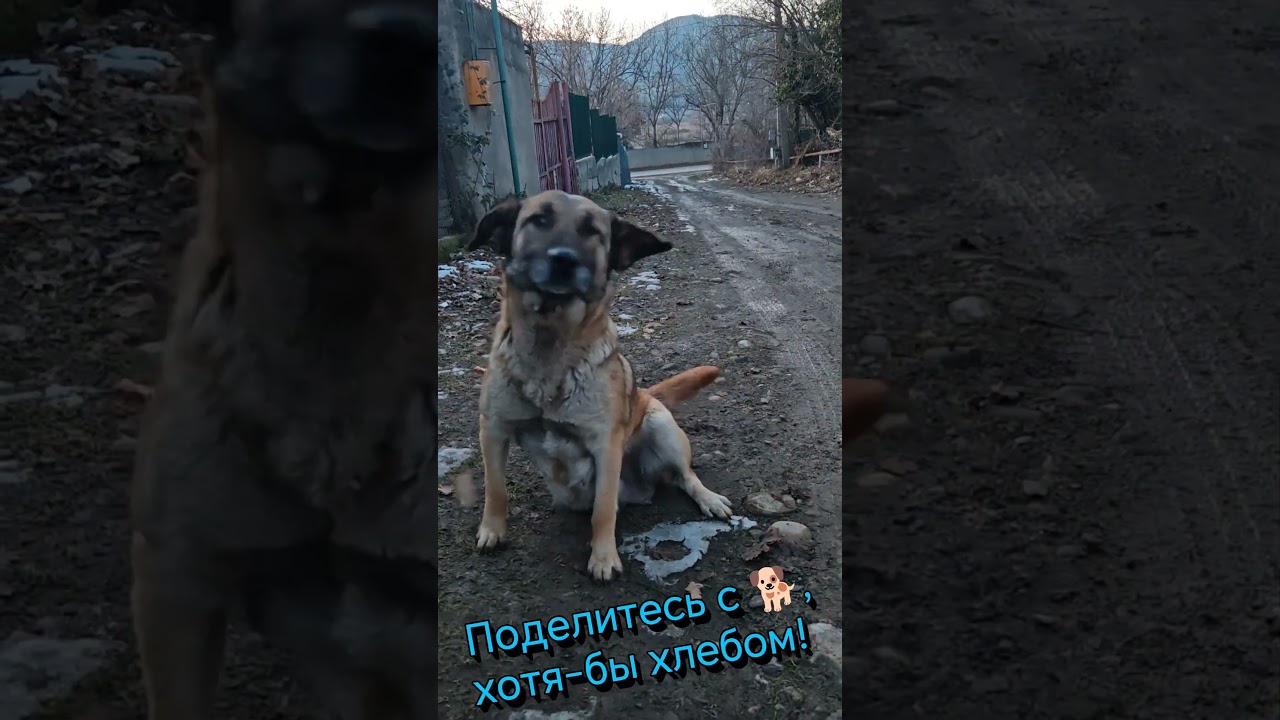 поделитесь с 🐕едой 