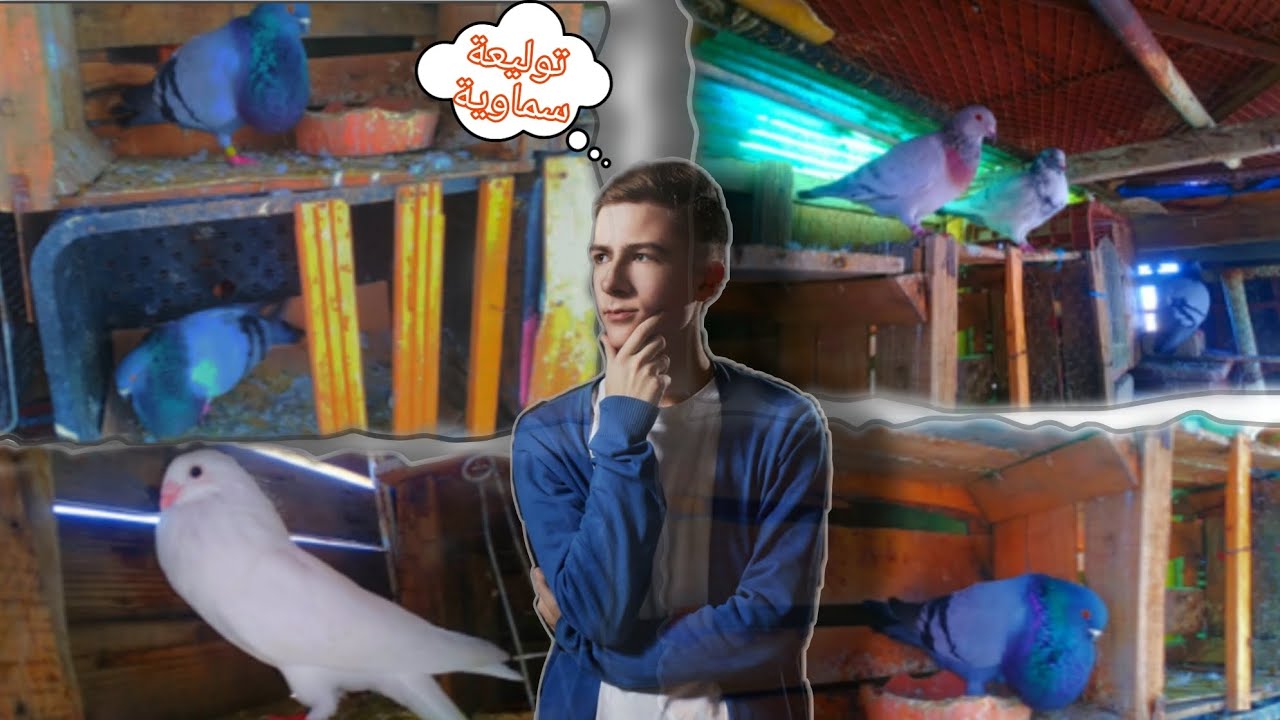 فيديو جديد:🙄 توليعة سماويا👊 ماشاء الله 😉تحياتي لكم جميعا😍