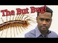 The but bug by xavier arthur