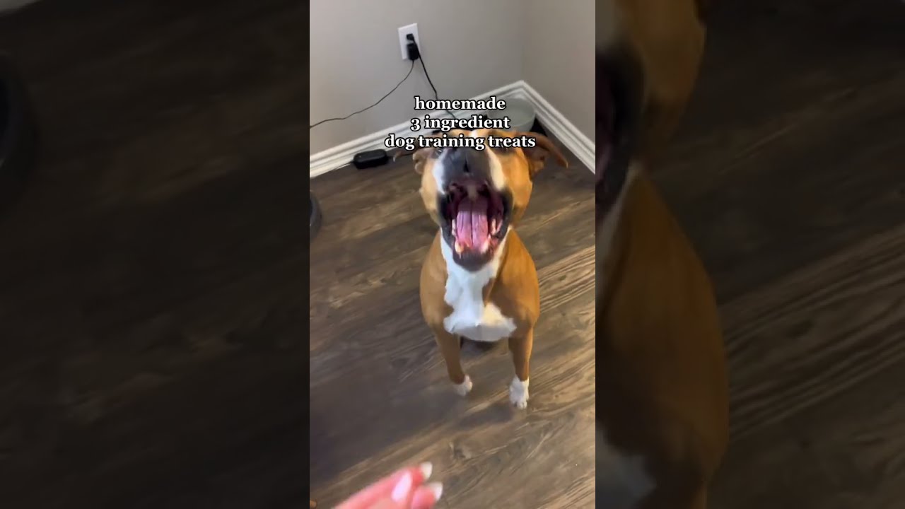 3Ingredient Homemade Dog Treats YouTube