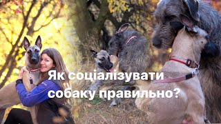 видео: Як правильно соціалізувати собаку? картинка: Як правильно соціалізувати собаку?