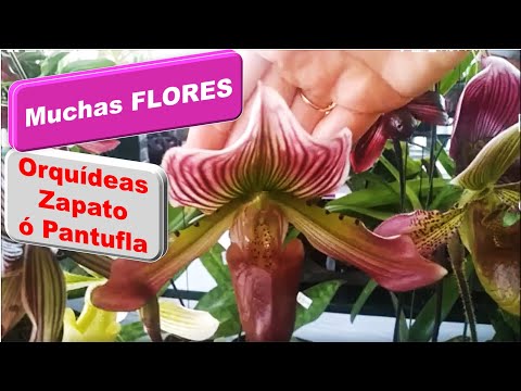 Video: Por Qué La Flor Se Llamaba 