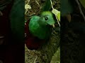 🌿 Beautiful Birds & Relaxing Nature Sounds 🐦 | Amazing Wildlife Moments #shorts