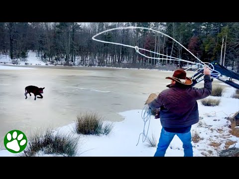 Cowboy rettet Kalb mit Lasso