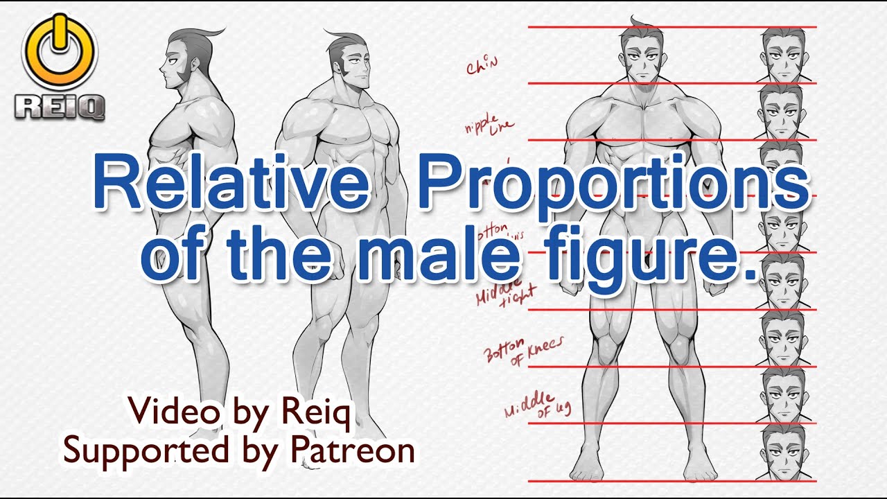 Human Body Male Proportions. 