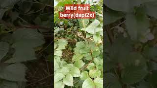Wild Fruit Berrydapi-Dapi