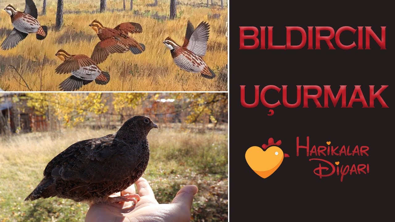 BILDIRCIN UÇURMAK !!! (Bıldırcın Kümesi)