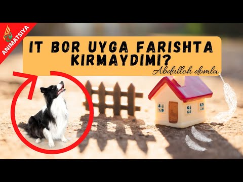 Video: Itlarga Mushuklarning Ovqatini Berish Mumkinmi?