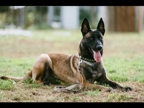 Vidéo: Grandes Races De Chiens : Règles De Garde