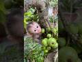 What kind of fruit is this? It's so hard! ☺️