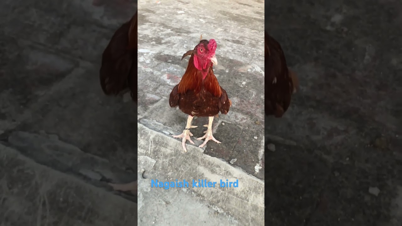 Nagaish the king open challenge-#