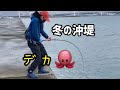 【タコ釣り】12月の岸タコ。キロアップをギリでぶっこ抜く！