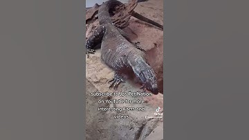 episode 2 60 second facts : about  lace Monitors