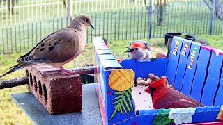 Northern Cardinal, Red Bellied Woodpecker and Mourning Dove Fight?