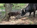 8 Days EARLY - Baby Calf Birth Caught on Video