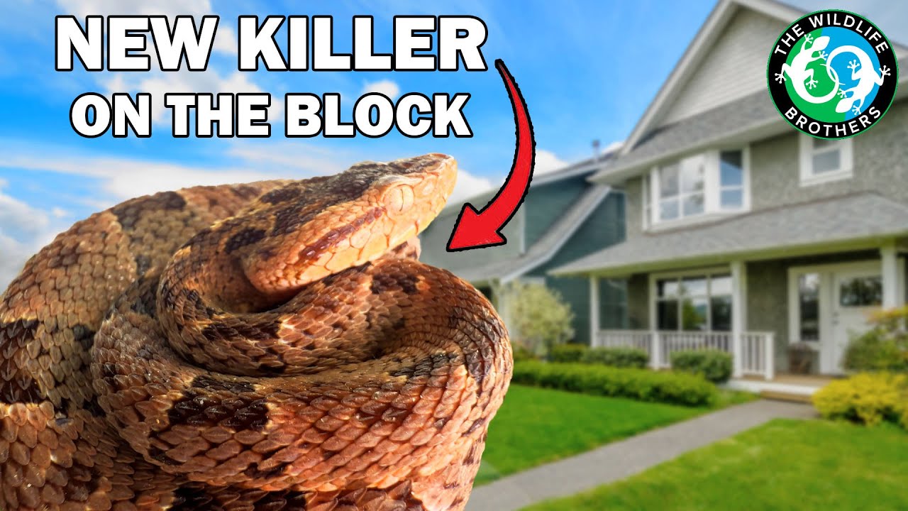 Deadly Snakes Are Moving Into Your Yard... This is Why