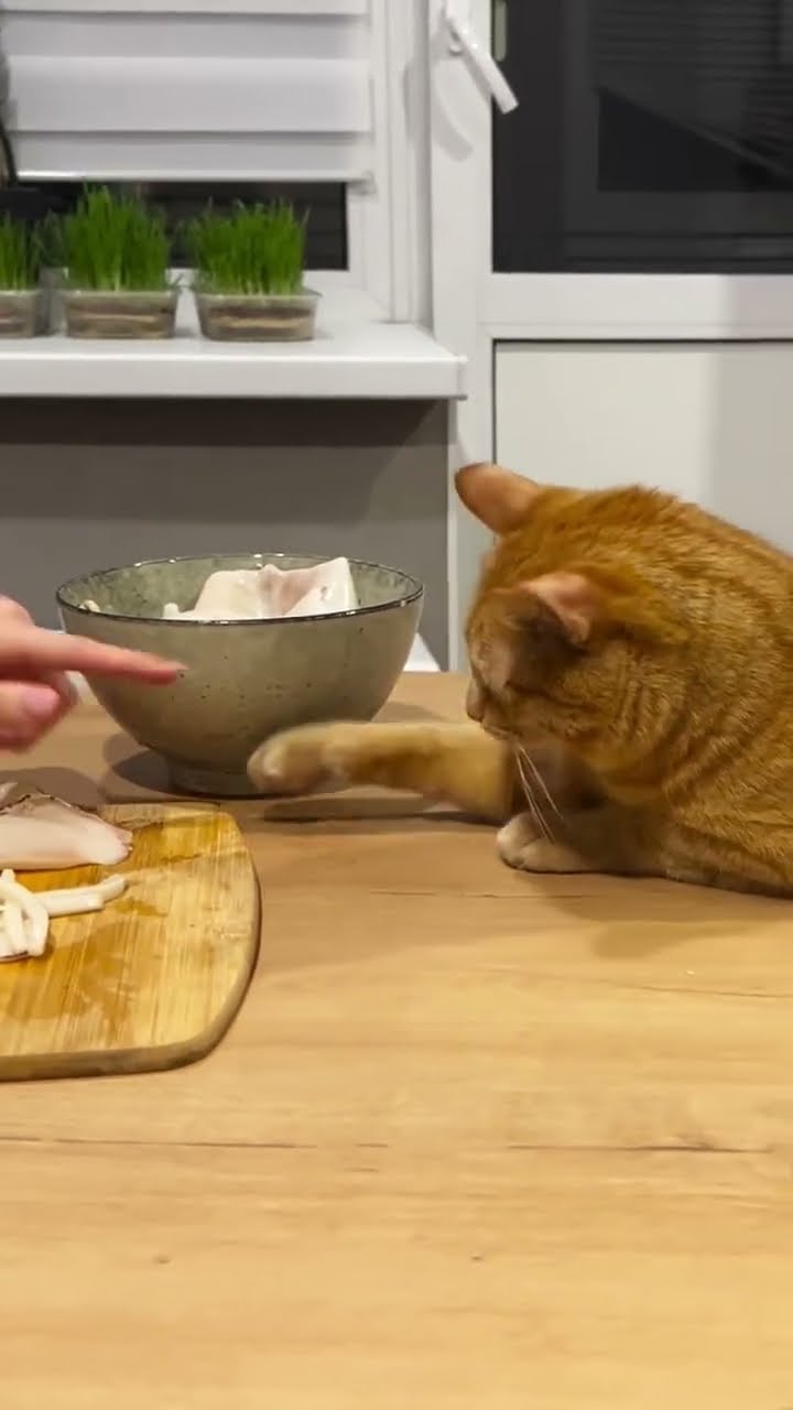 Top des vidéos très mignon ❤️ ❤️ ❤️ ❤️ ❤️