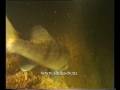 Подводные жители острова Перун Underwater residents