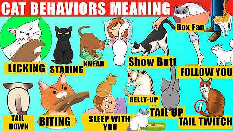 Strange Cat Behaviors Explained (Compilation). Cat Body Language. Jaw-Dropping Facts about Cats thumbnail
