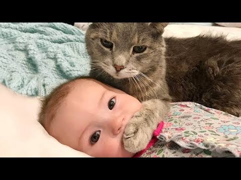 فيديو: نظرة خلف الكواليس على قطط جرو باول