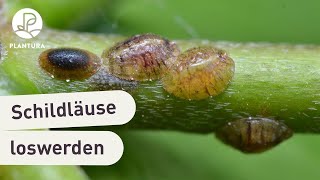 Schildluse bekmpfen & erkennen: Was hilft wirklich gegen Schildluse