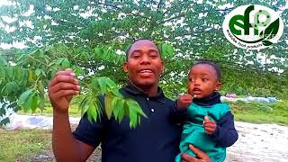 Faida Ya Mti Wa Haradali Kitiba