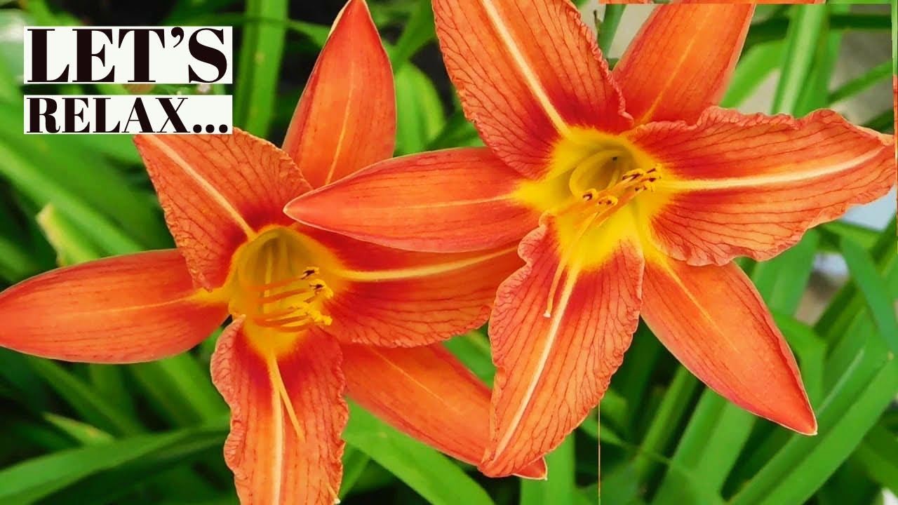 Relax Your Mind With Beautiful Flower Relaxing Sleep Music With