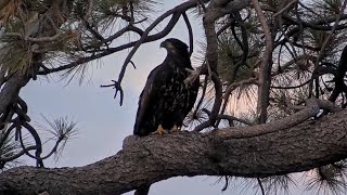 Download Lagu Juvenile Has The Roost Tree All To Themselves!🌲 #CouldBeSunnyOrGizmo ❓@FOBBVCAM 2025-08-23 MP3 Download Lagu Juvenile Has The Roost Tree All To Themselves!🌲 #CouldBeSunnyOrGizmo ❓@FOBBVCAM 2025-08-23 MP3