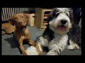 Greenwich Dog Trainers / Westchester Dog Trainers / 9 Month Old Bernedoodle, Zuri Greenwich Dog Trainers / Westchester Dog Trainers / 9 Month Old Bernedoodle, Zuri