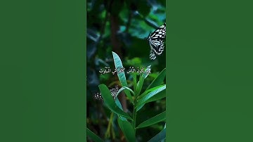 واتس اب قران كريم القارئ ياسر دوسري (سوره القارعة)