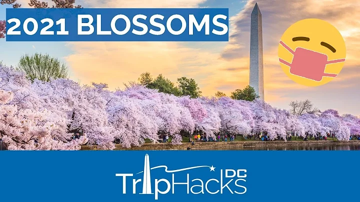 Washington DC 2021 Cherry Blossom UPDATE 🌸😷