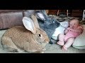 Conejos gigantes cuidan a su hermanita humana en todo momento