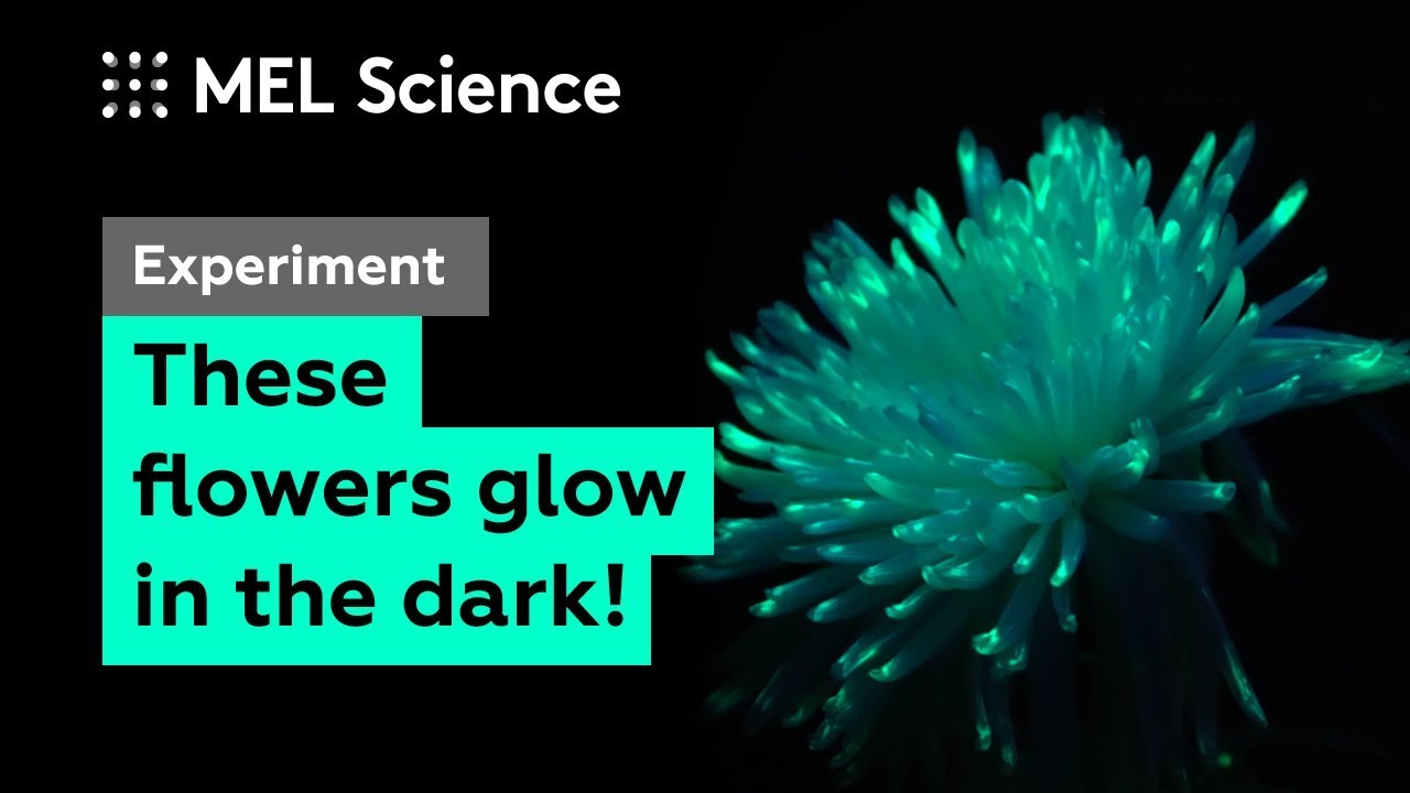 How to Make a Glowing Flower