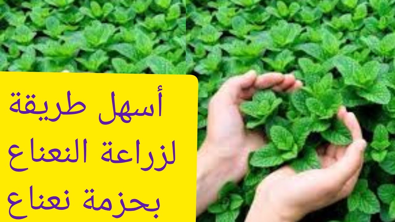 زراعة النعناع في البيت