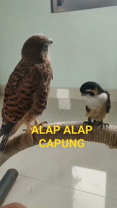 SUARA ALAP ALAP CAPUNG #burung #predator #viral #short #shorts #youtubeshorts #shortvideo #animals